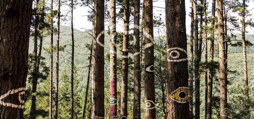 Trees with art in the shape of eyes on them.