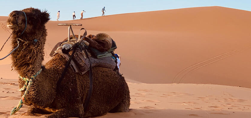 A camel sits on a large sand dune. In the background, four people climb up a different dune