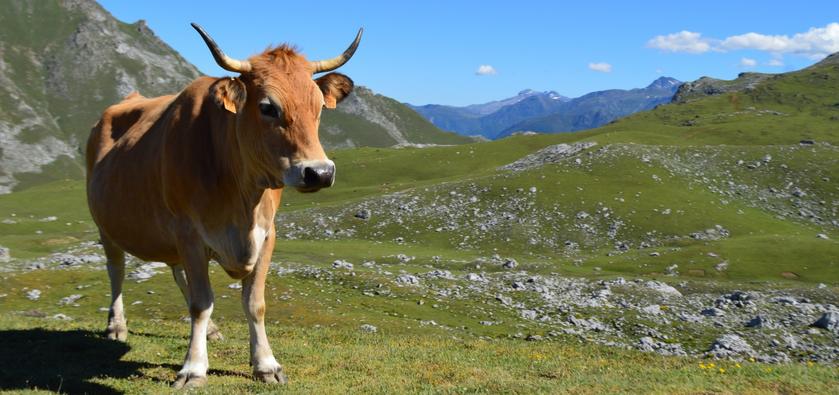 A cow standing on a Spanish hillside