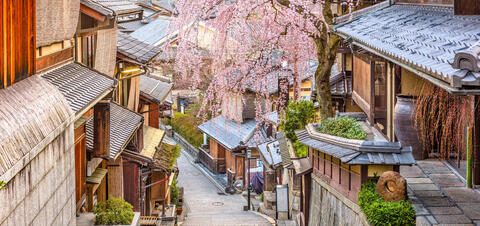 Traditional Street in Kyoto with Cherry Blossoms in Bloom A view of a traditional street in Kyoto, Japan, lined with wooden buildings and a large cherry blossom tree in full bloom.