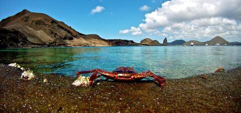 A red crab on the rocky shore of Bartolome Island in the Galapagos, with a backdrop of clear waters and volcanic landscape.