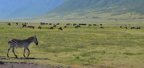 A zebra walking through a vast grassland in Kenya, with a herd of wildebeests grazing in the distance