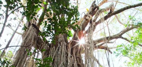 Looking up at the massive Curtain Fig Tree in Queensland, Australia, with sunlight filtering through its branches and hanging roots